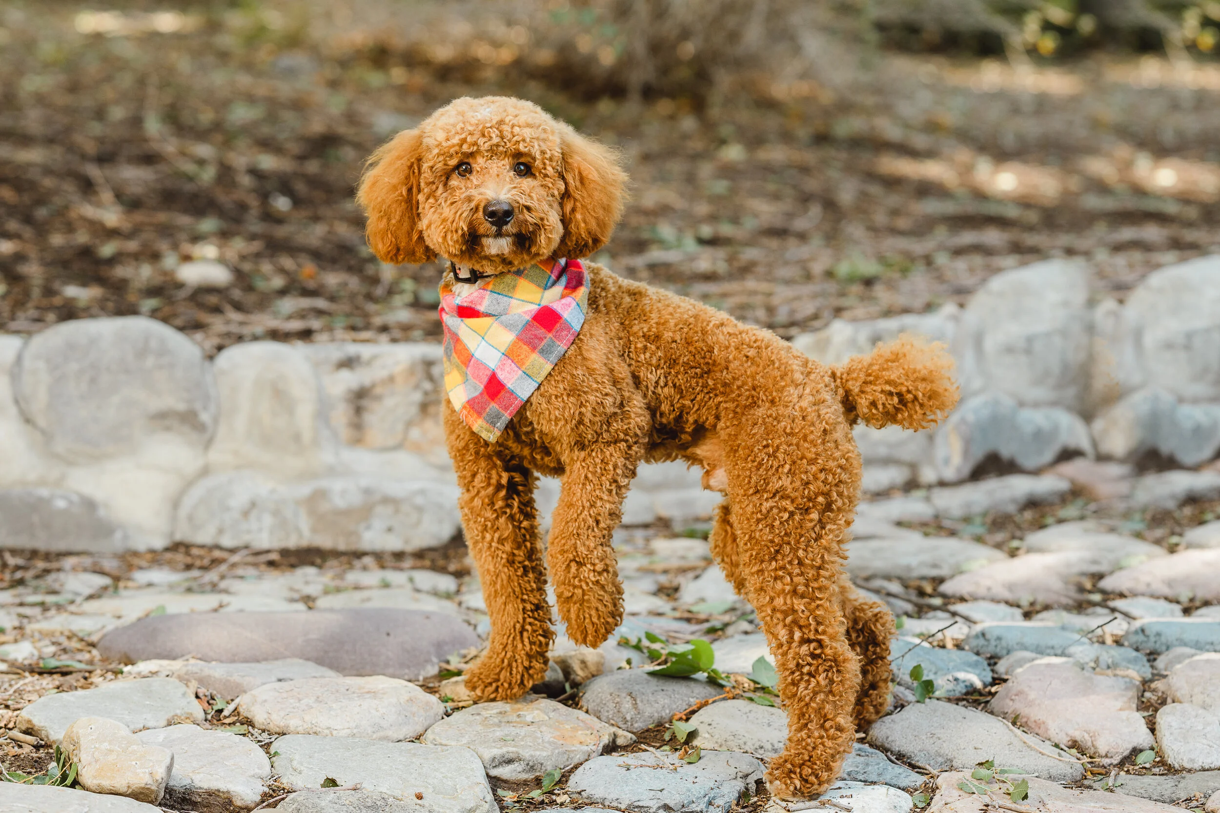 Akc mini clearance poodle